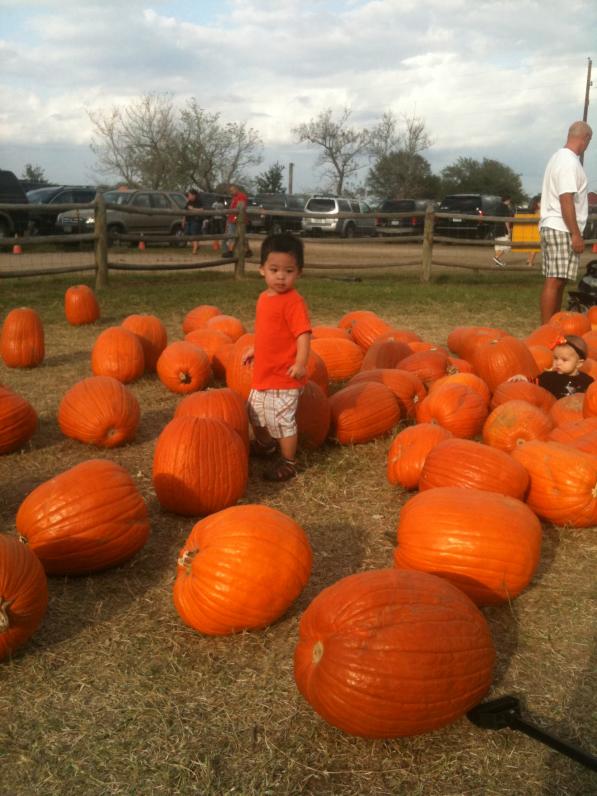 Mình lựa bí đem về chơi.  Lựa trái lớn ...