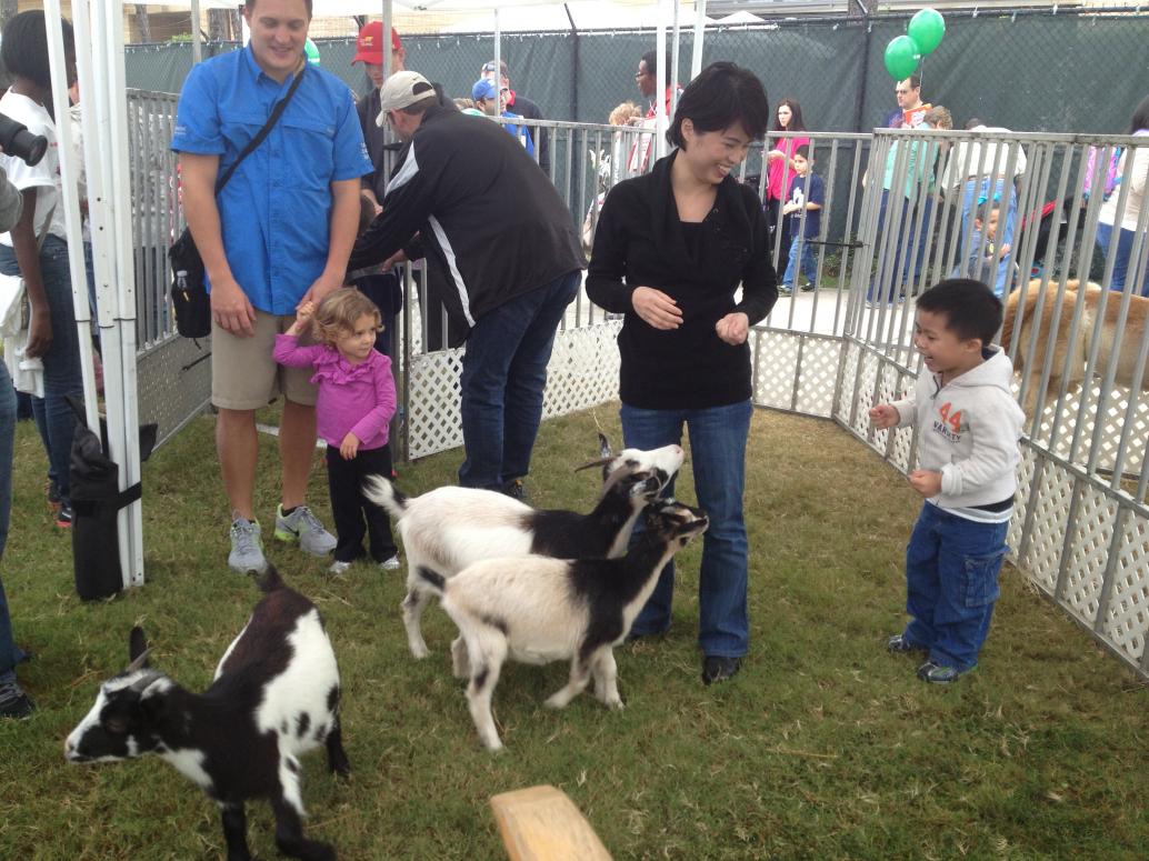 Tới chỗ cho thú ăn, mấy con dê thấy Cúc Cu có đồ ăn nhào lại quá xá.