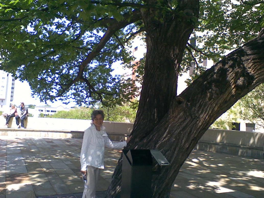 Mọi thứ sụp đổ còn cây này là sống,