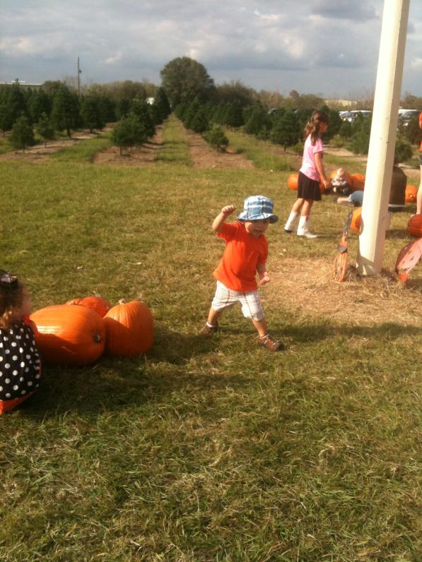 Lần đầu tiên con tới trang trại này.  Nhiều bí quá, đi phải né.