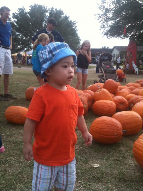 Trang trại này cuối năm bán thông, giờ thì bán bí ngô.