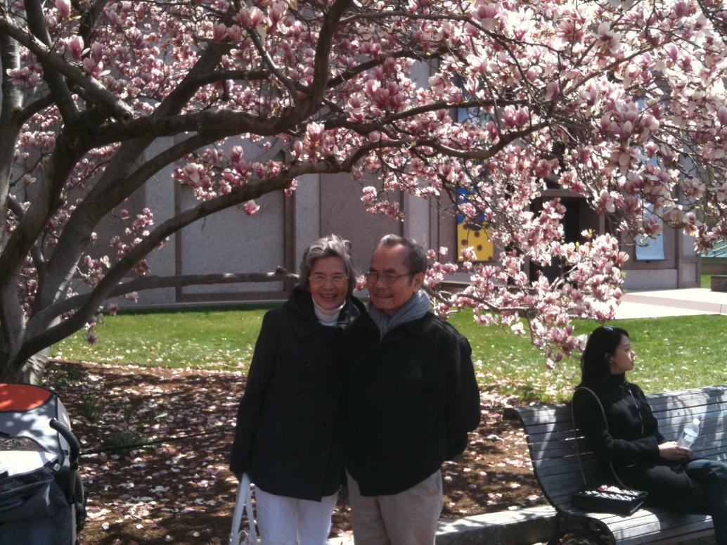 Hoa đầy cành, chạm xuống đất luôn.