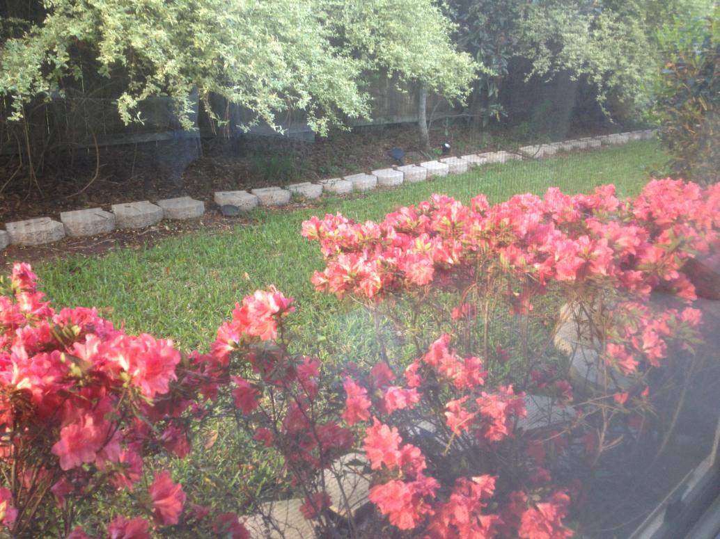 4/12/2014, hoa bên hông nhà không cần chăm sóc mà vẫn nở.