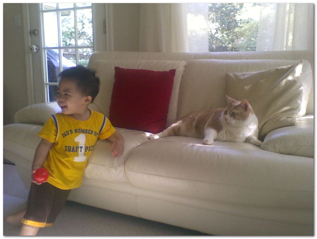 Ông Tám đi công tác gởi mèo ở nhà mình, con thích mèo lắm