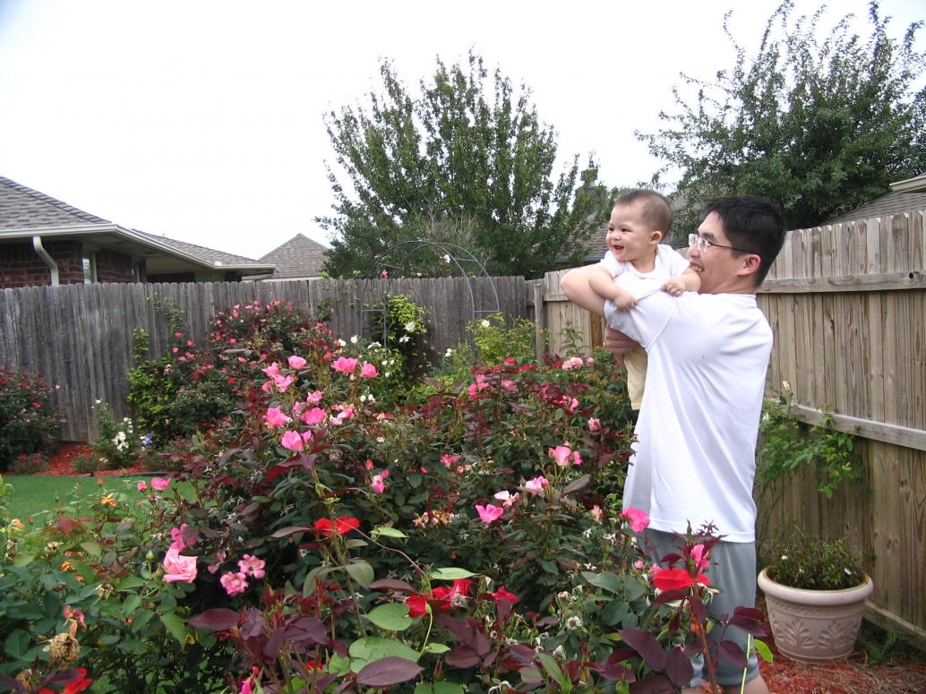 Trưa nay trời mát nên ra vườn chụp hình với mấy bụi bông hồng cưng của Bà Nội