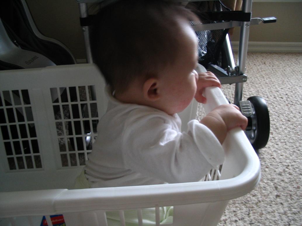 Quậy quá nên bị Mẹ bò vô cái rổ này. Vậy mà con cũng chơi trong rổ thiệt lâu